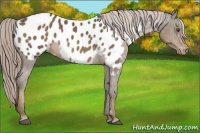 Horse Color:Chocolate Palomino Appaloosa