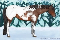 Horse Color:Bay Tobiano Snowcap