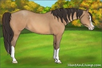 Horse Color:Amber Champagne Splash 