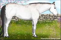 Horse Color:White Spotted Bay 