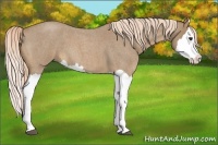 Horse Color:Palomino Roan Splash