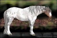 Horse Color:White Spotted Liver Chestnut Appaloosa 