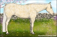 Horse Color:Palomino Appaloosa