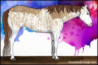 Horse Color:Red Dun Splash  and Red Dun Splash 
