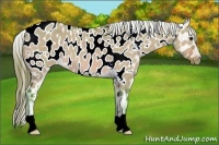 Horse Color:Watercolor Bay Dun Appaloosa 
