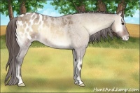 Horse Color:Bay Roan Onyx Appaloosa 