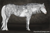Horse Color:Silver Grullo Chinchilla Ice Sabino 