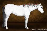 Horse Color:White Spotted Bay 