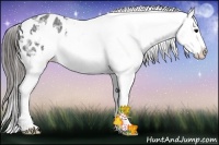 Horse Color:Black Ice Sabino Frame Varnish 