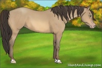 Horse Color:Amber Cream Champagne 