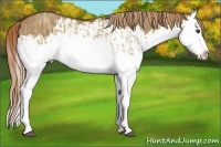 Horse Color:Red Dun Splash  and Red Dun Splash 