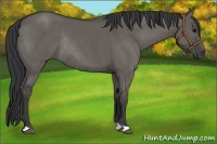 Horse Color:Grullo Rabicano 