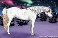 Horse Color:Liver Chestnut Sabino