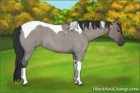 Horse Color:Grullo Roan Tobiano