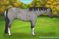 Horse Color:Grullo Roan Tobiano