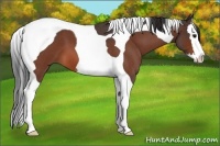 Horse Color:Brown Roan Splash Tobiano