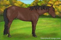 Horse Color:Bay Rabicano 