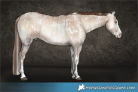 Horse Color:White Spotted Brown Pearl Onyx Sabino Rabicano Brindle and White Spotted Liver Red Dun Pearl Onyx Sabino Rabicano Brindle