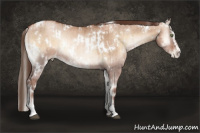 Horse Color:White Spotted Brown Pearl Onyx Sabino Rabicano Brindle  and White Spotted Liver Red Dun Pearl Onyx Sabino Rabicano Brindle 