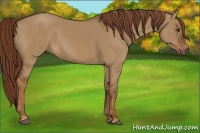 Horse Color:Red Dun