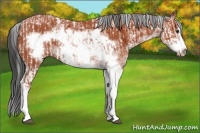 Horse Color:Bay Sabino Rabicano and Bay Sabino Frame Rabicano
