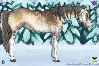 Horse Color:White Spotted Chocolate Palomino Onyx Sabino Rabicano  and Liver Red Onyx Sabino Rabicano 