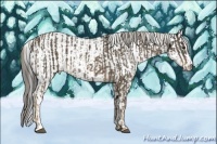 Horse Color:Chocolate Palomino Sabino Rabicano and Brown Sabino Rabicano