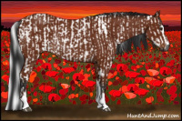 Horse Color:Gray Bay Sabino Rabicano and Gray Bay Sabino Rabicano