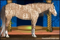 Horse Color:Buckskin Pearl Dun Sabino Rabicano Brindle  and Bay Dun Sabino Splash Rabicano Brindle 