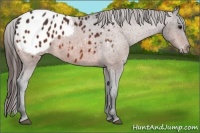 Horse Color:Bay Appaloosa