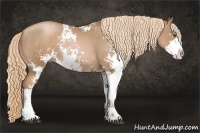 Horse Color:Liver Chestnut Pearl Sabino Rabicano