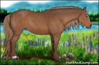 Horse Color:Liver Chestnut Sabino Rabicano