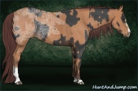 Horse Color:Liver Chestnut Ice Sabino Rabicano  and Chocolate Buckskin Ice Sabino Rabicano 