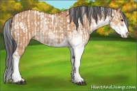 Horse Color:Bay Dun Sabino Rabicano  and Bay Dun Sabino 