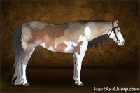Horse Color:Bay Splash Rabicano  and Buckskin Splash Rabicano 