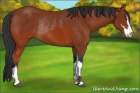 Horse Color:Bay Sabino Rabicano and Bay Sabino Rabicano