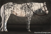 Horse Color:Buckskin  and Cremello 