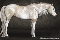 Horse Color:White Spotted Chocolate Palomino Pearl Sabino Rabicano and White Spotted Chocolate Palomino Pearl Sabino Rabicano