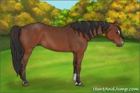Horse Color:Bay Sabino Rabicano  and Brown Sabino 