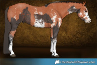 Horse Color:White Spotted Silver Brown Rabicano  and Bay Sabino 