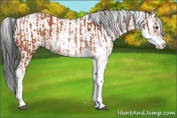Horse Color:Bay Sabino Rabicano and Bay Sabino Rabicano