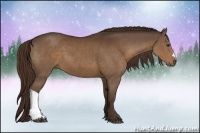 Horse Color:Liver Chestnut 