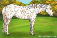 Horse Color:Red Dun Appaloosa 