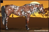 Horse Color:Silver Bay Sabino Appaloosa and Bay Roan Rabicano