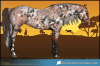 Horse Color:Silver Brown Sabino Appaloosa  and Bay Roan Rabicano 