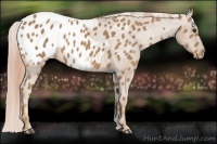 Horse Color:Palomino Appaloosa 