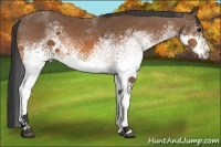 Horse Color:White Spotted Buckskin