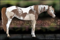Horse Color:Chocolate Palomino Pearl Sabino Rabicano  and White Spotted Liver Chestnut Tobiano Rabicano 