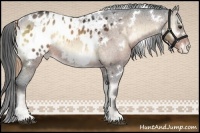 Horse Color:White Spotted Liver Red Onyx Appaloosa Rabicano Brindle  and White Spotted Bay Onyx Appaloosa Rabicano Brindle 