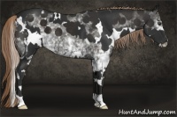 Horse Color:White Spotted Liver Chestnut  and White Spotted Liver Chestnut 